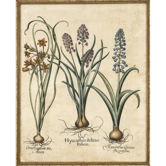 Historia AuktionshausBasilius Besler (1561–1629), ''H