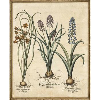 Basilius Besler (1561–1629), 