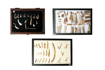 Ca. late 19th - early 20th century AD. >
A collection of two framed groups of Hawaiian fish hooks