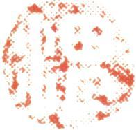 徐渭